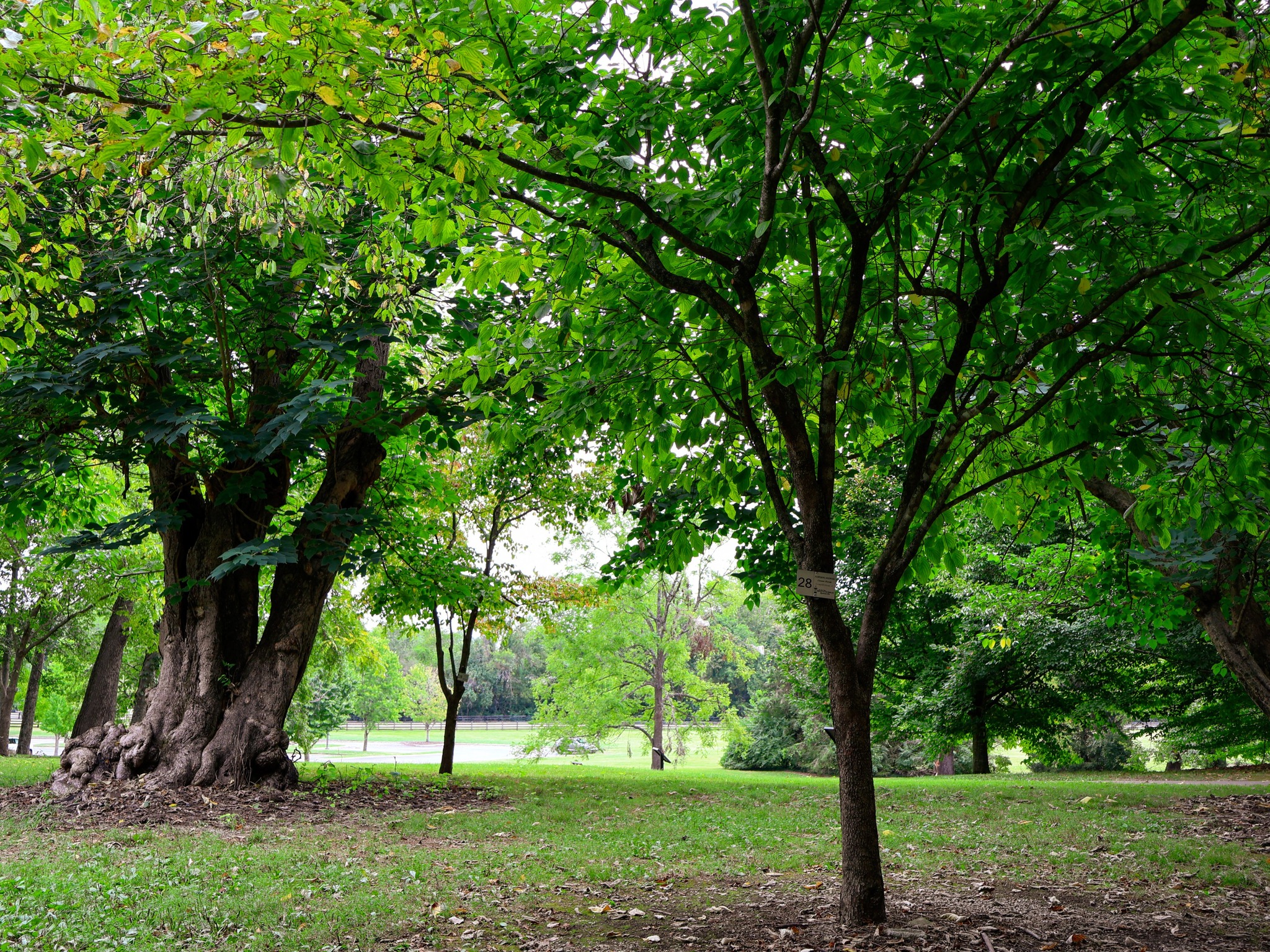 City of Brentwood Tennessee trees
