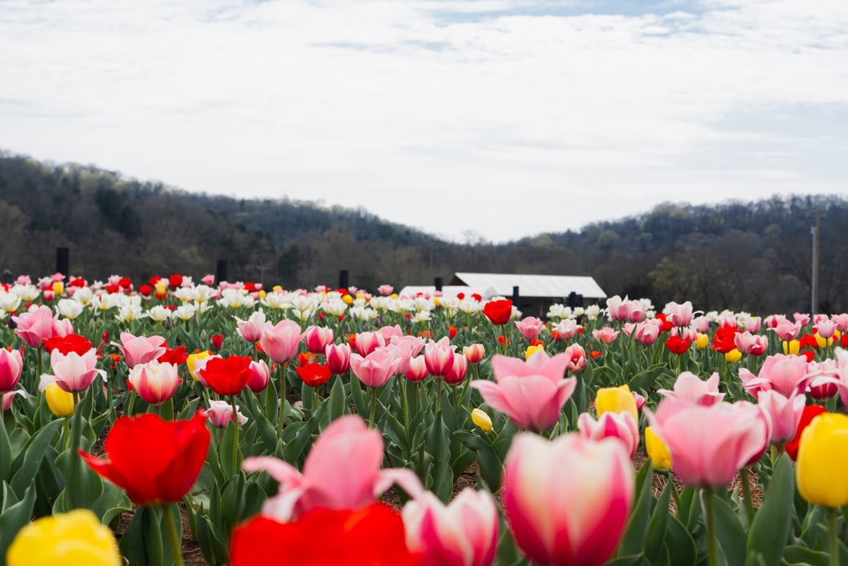 Southall Farm & Inn Franklin, TN Easter Brunch.