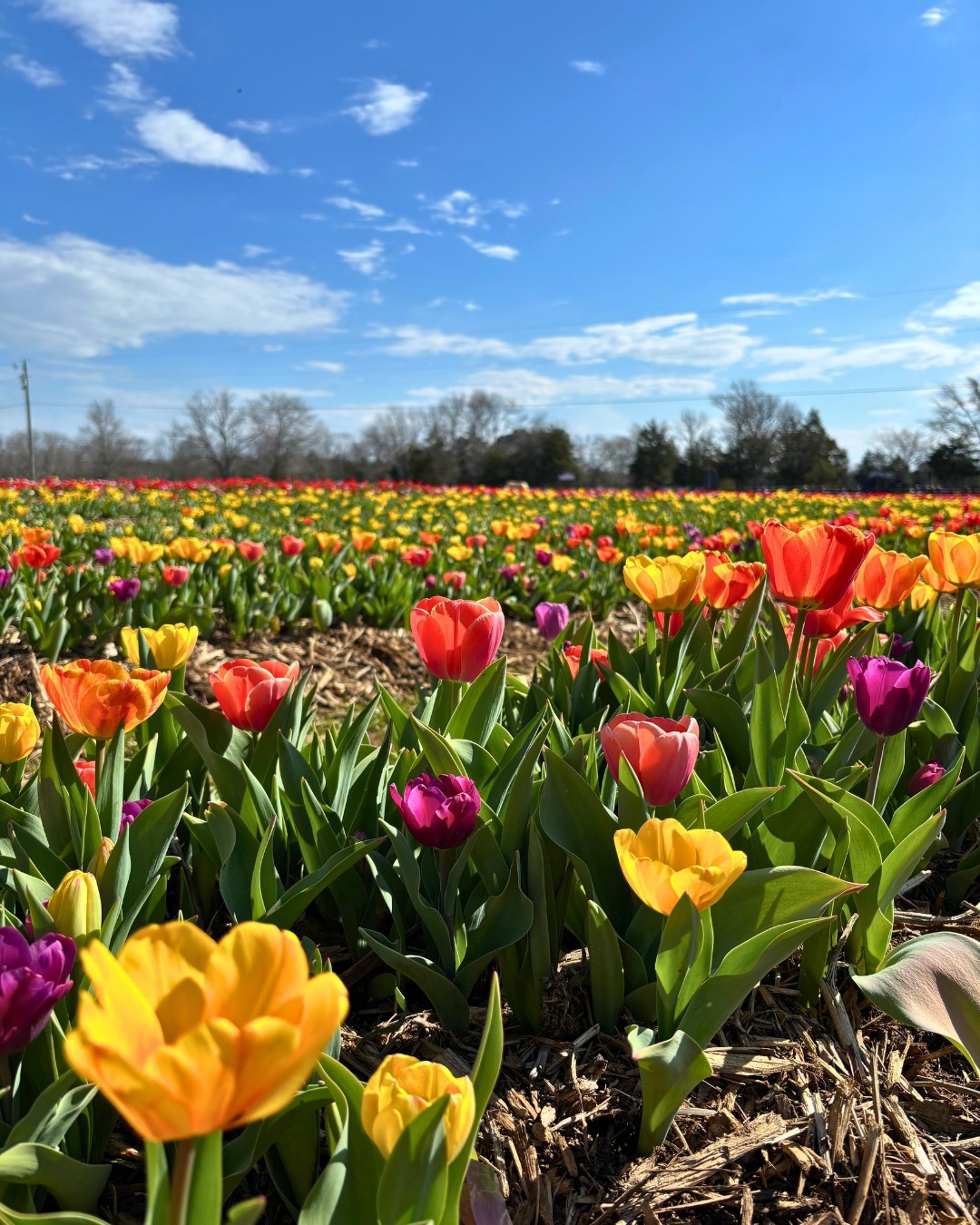 Tennessee Tulip Festival Lucky Ladd Farms Tennessee Tulip Festival Lucky Ladd Farms