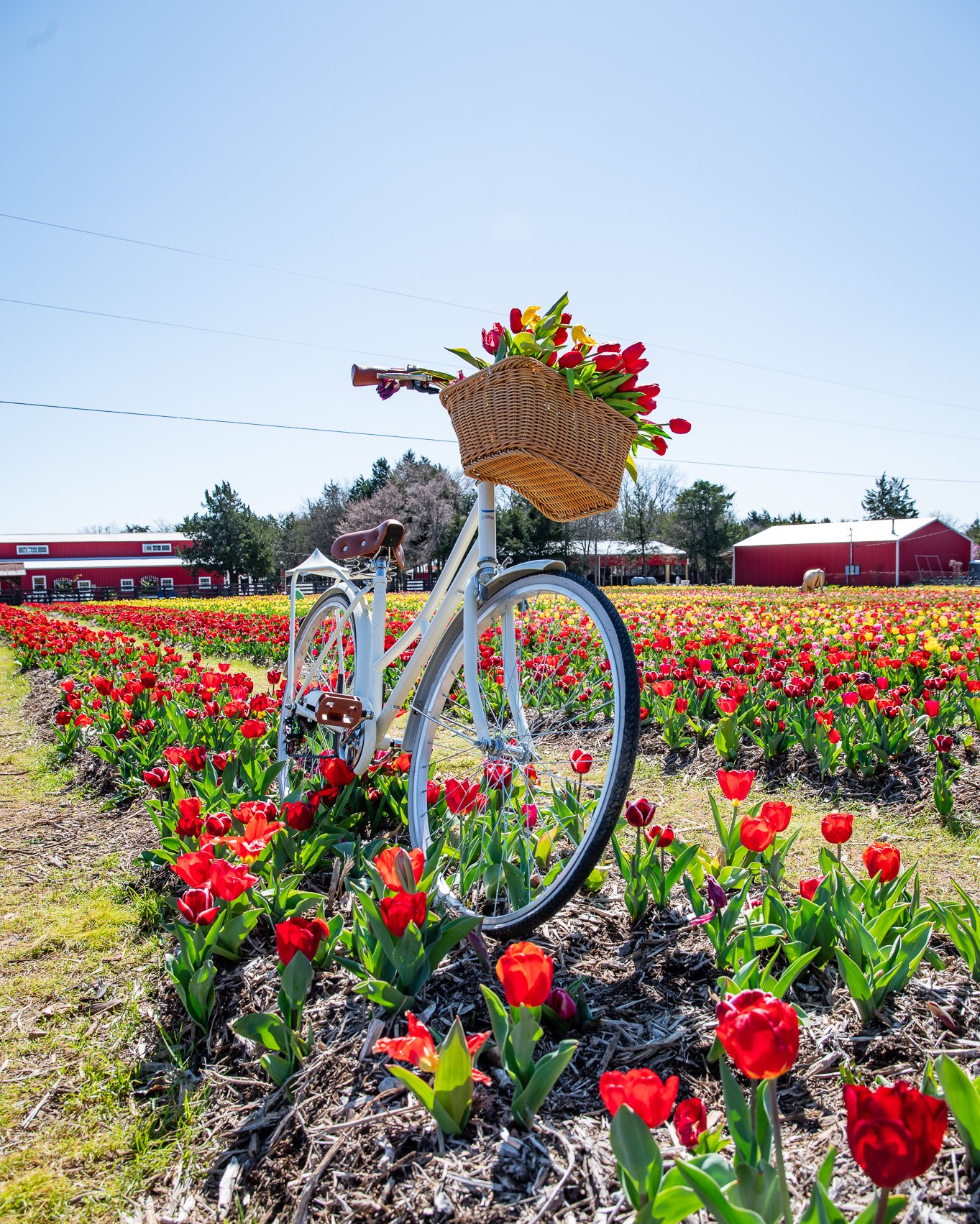 Tennessee Tulip Festival at Lucky Ladd Farms Tennessee Tulip Festival at Lucky Ladd Farms