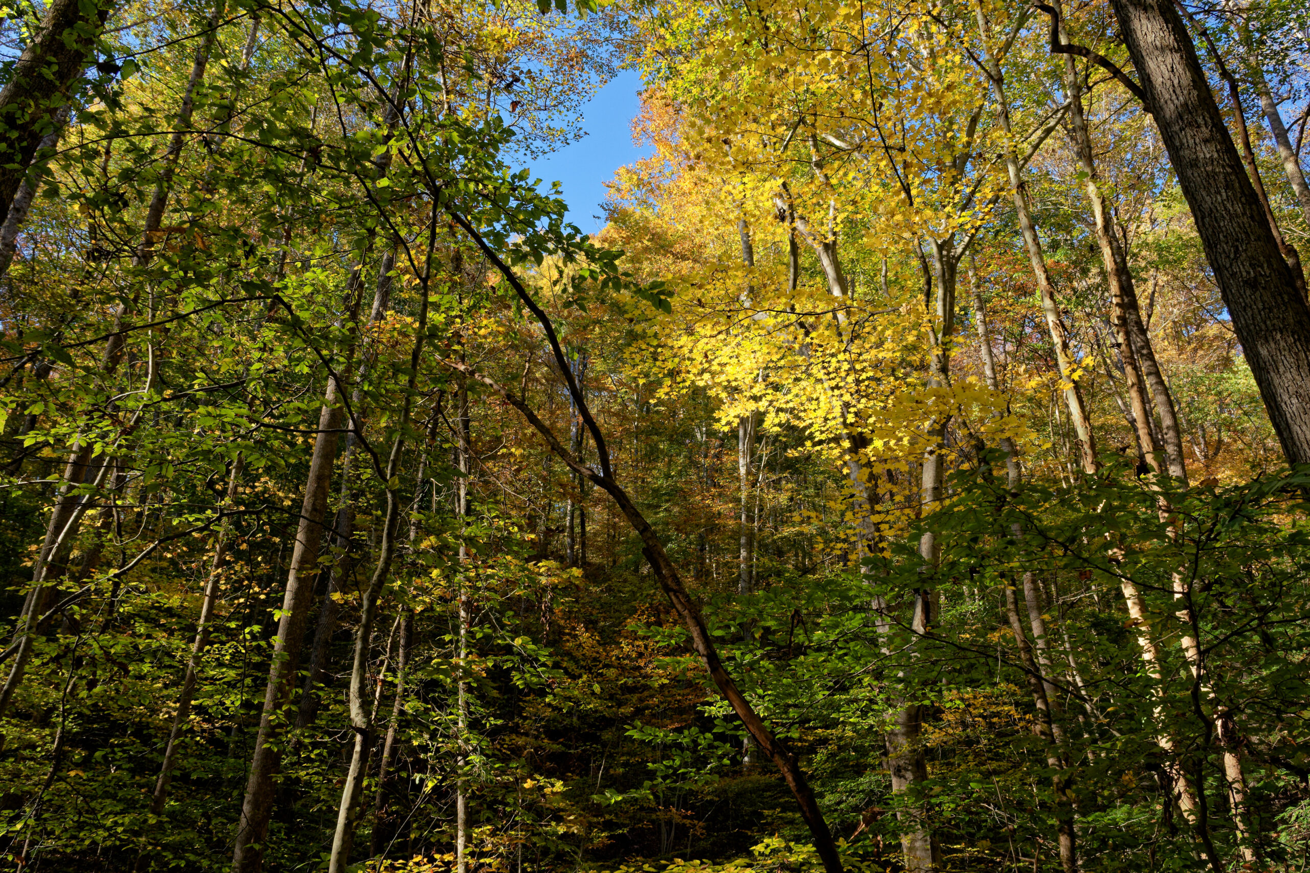 Tree planting in Franklin and Williamson County, TN.