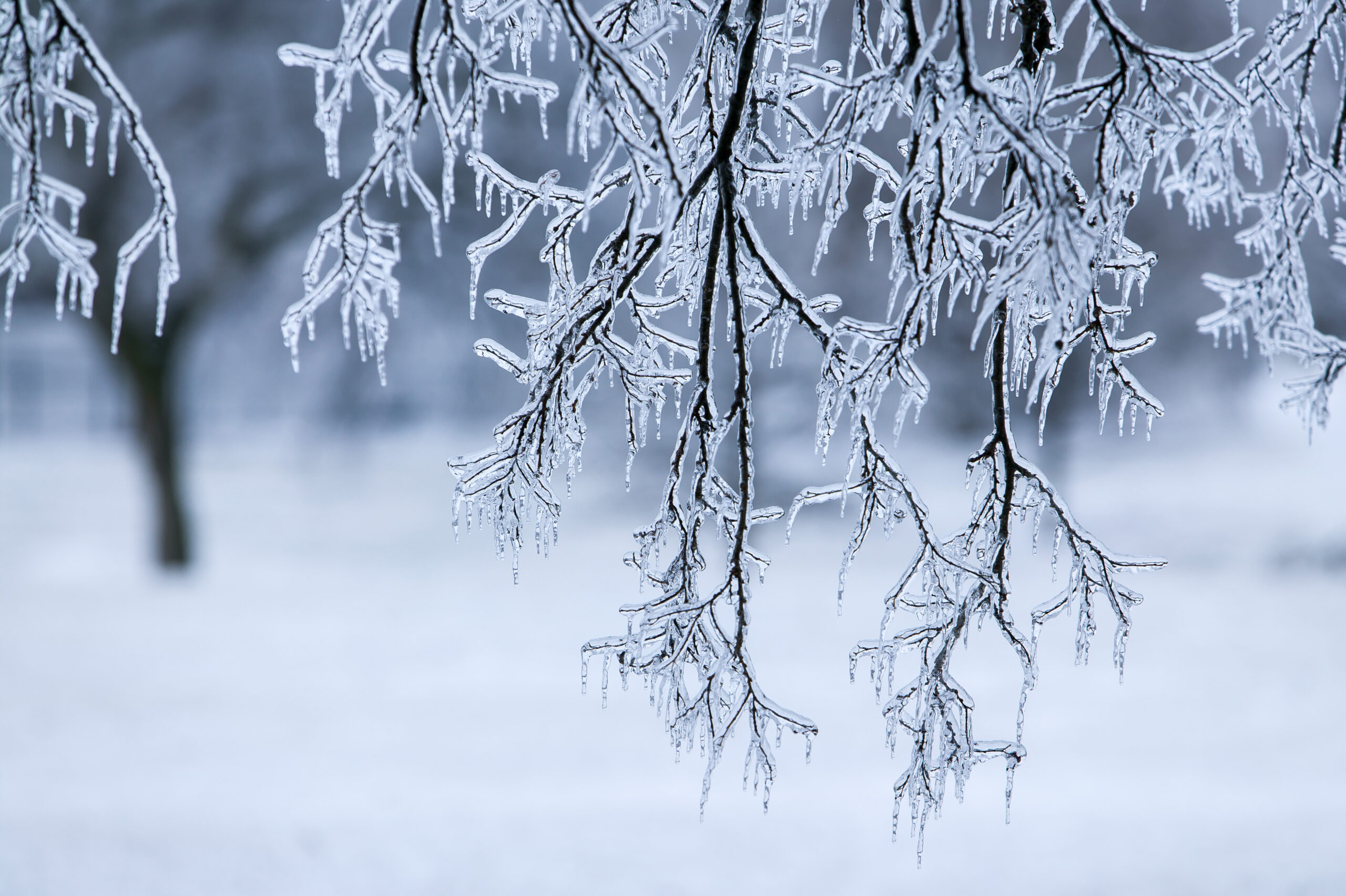 Tree planting in Franklin, Brentwood, and Williamson County, showing tree branch covered in ice.