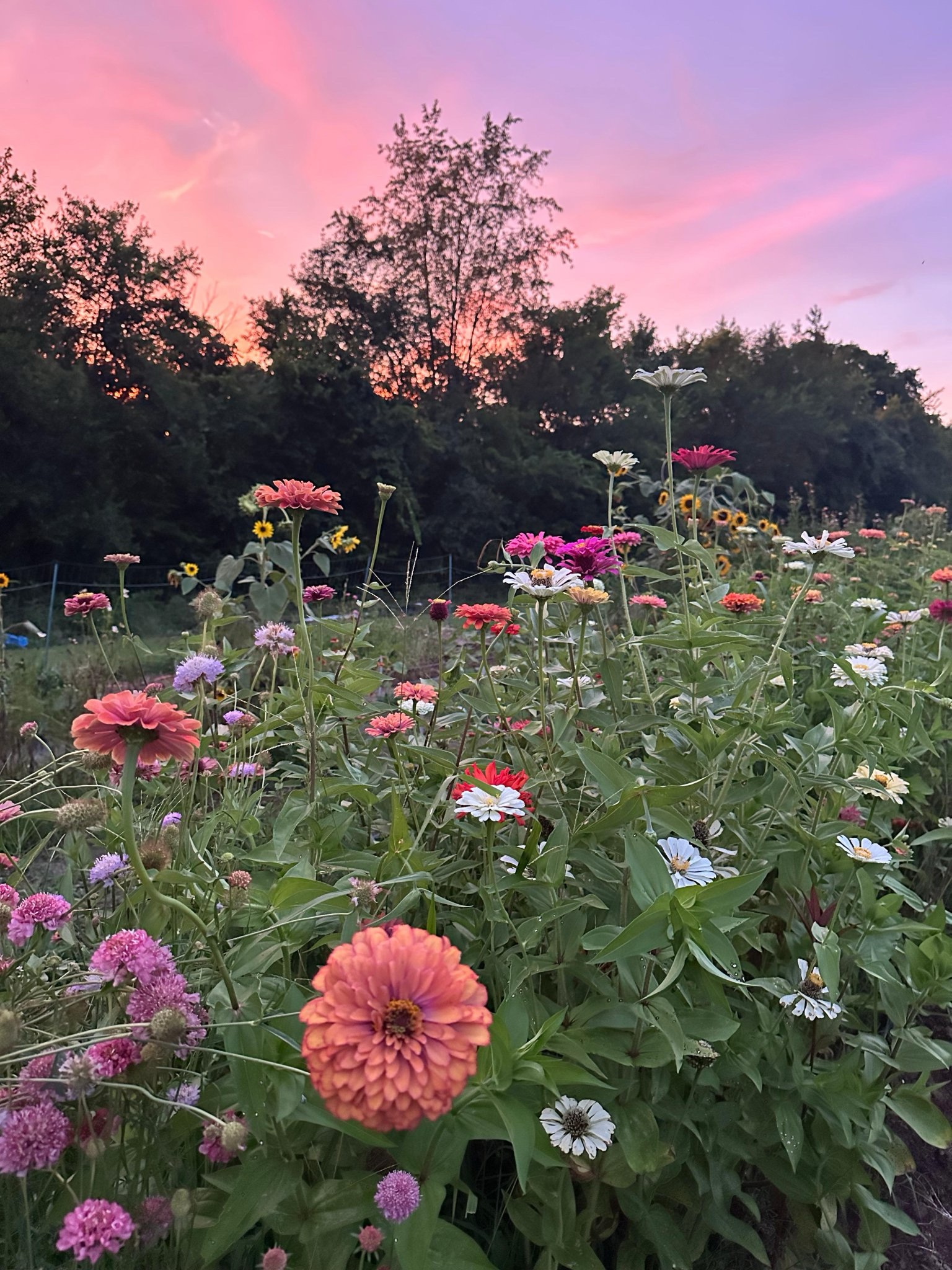 Beginner Cut Flower Workshop-Young Harvest Farm.