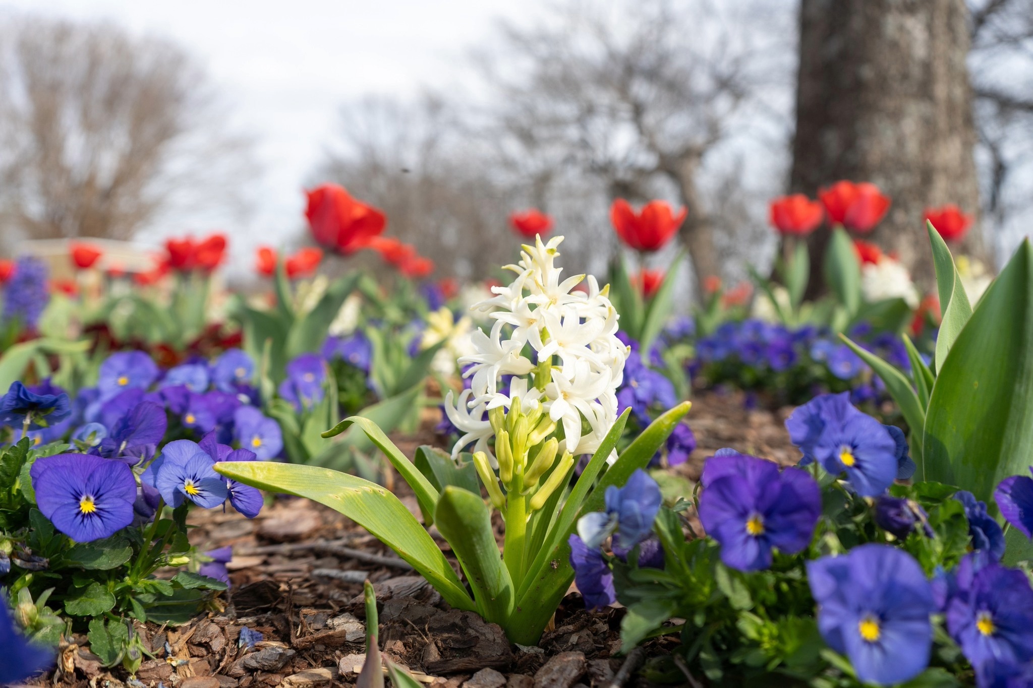Cheekwood red white and bloom, showing flowers in the garden.