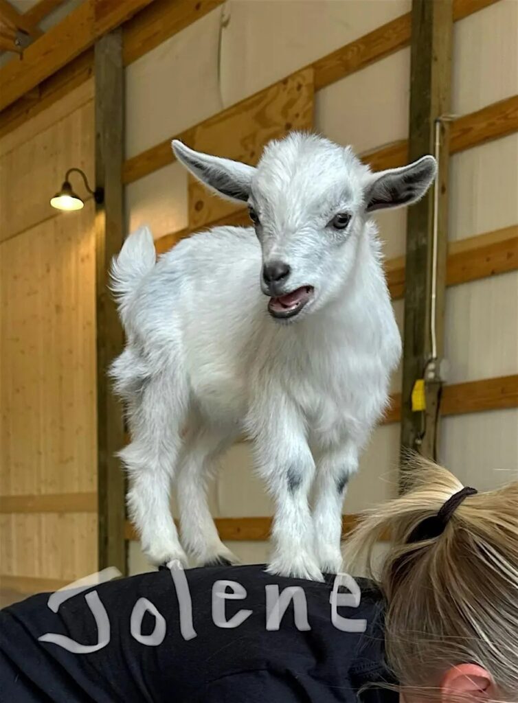 Goat Yoga Nashville- Spring Has Sprung Nolensville, TN