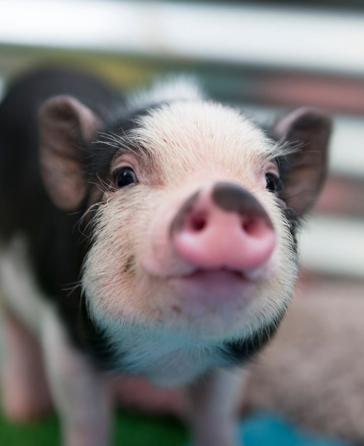 Barnyard baby Animal Bash at Lucky Ladd Farms.