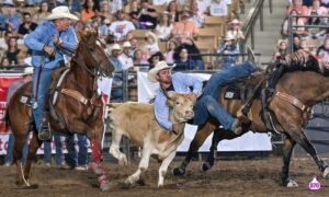 Franklin Rodeo steer wrestling competition in Williamson County, Tennessee