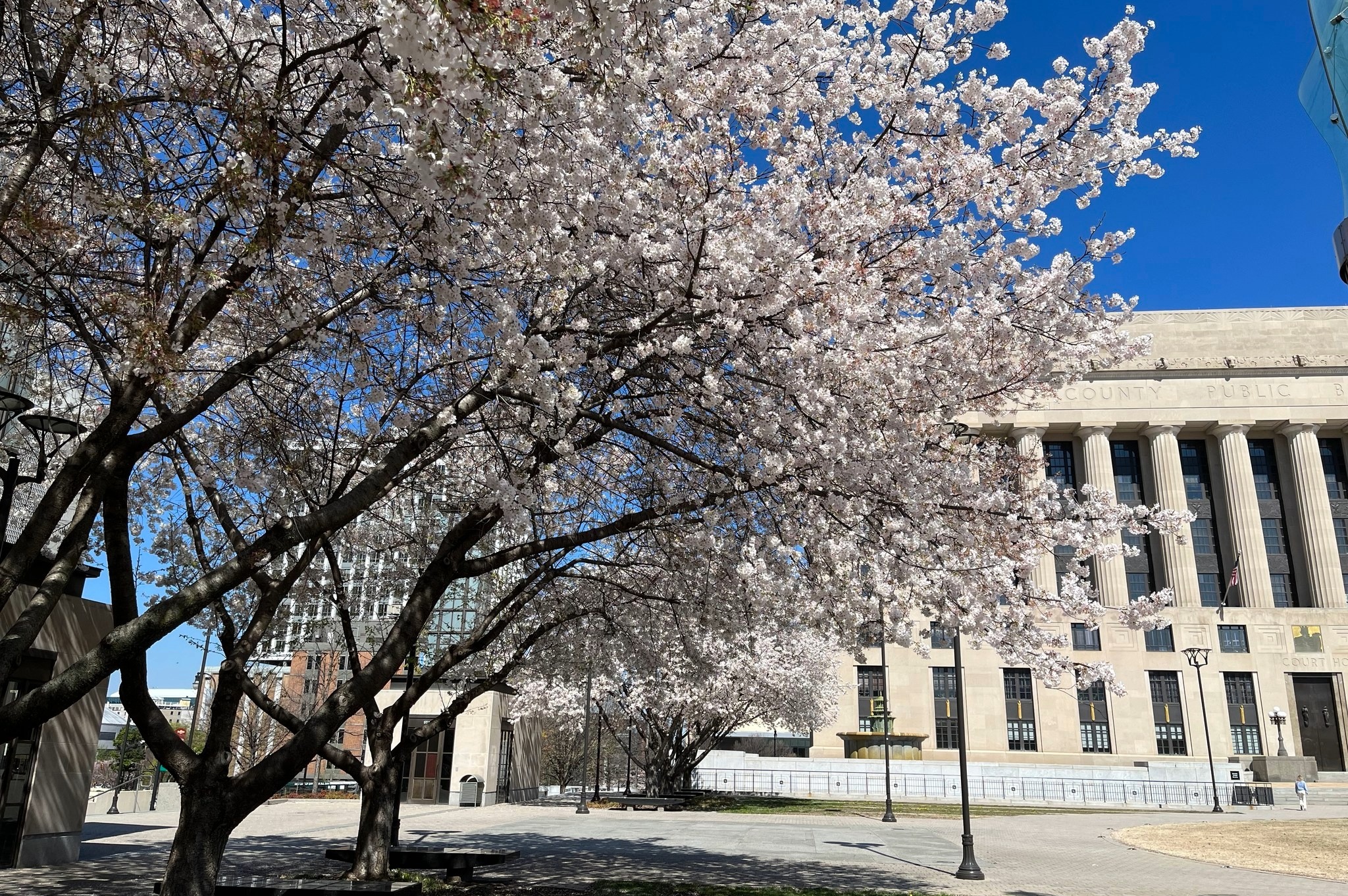 Cherry blossom trees in bloom at Public Square Park in downtown Nashville during the Nashville Cherry Blossom Festival 2026, with the historic courthouse in the background.
