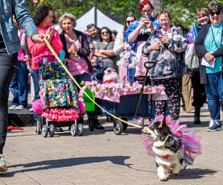 Dog in pink costume during the Cherry Blossom Walk at the Nashville Cherry Blossom Festival with spectators watching in downtown Nashville.