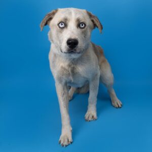 WCAC dog name Benji is up for adoption in Franklin, Tenn.