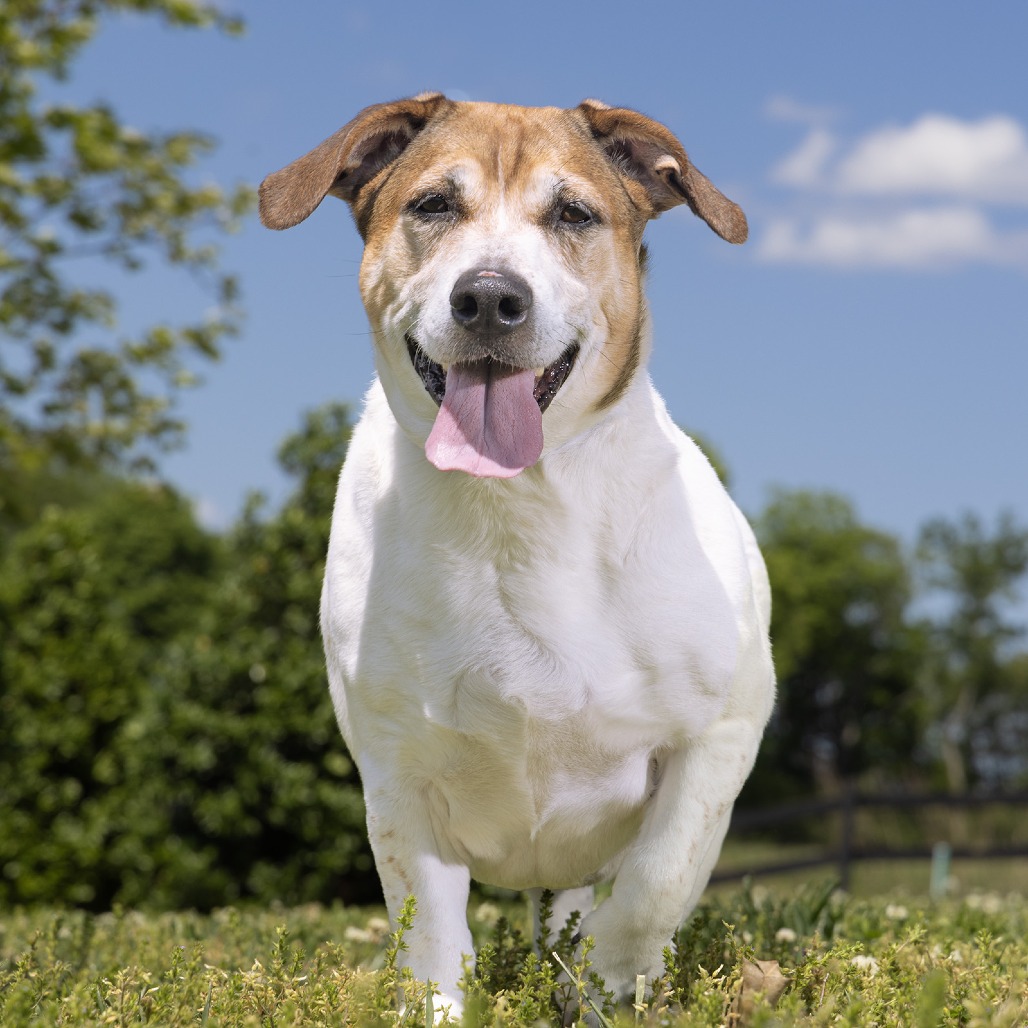 Chief, Dog adoptions at WCAC.
