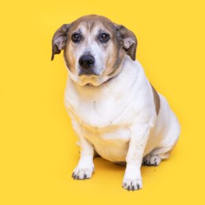 Chief photo, Dog adoptions at WCAC.