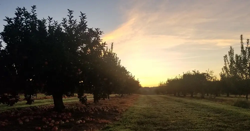 Sunsets & Cider at Morning Glory Orchard in Nolensville TN.