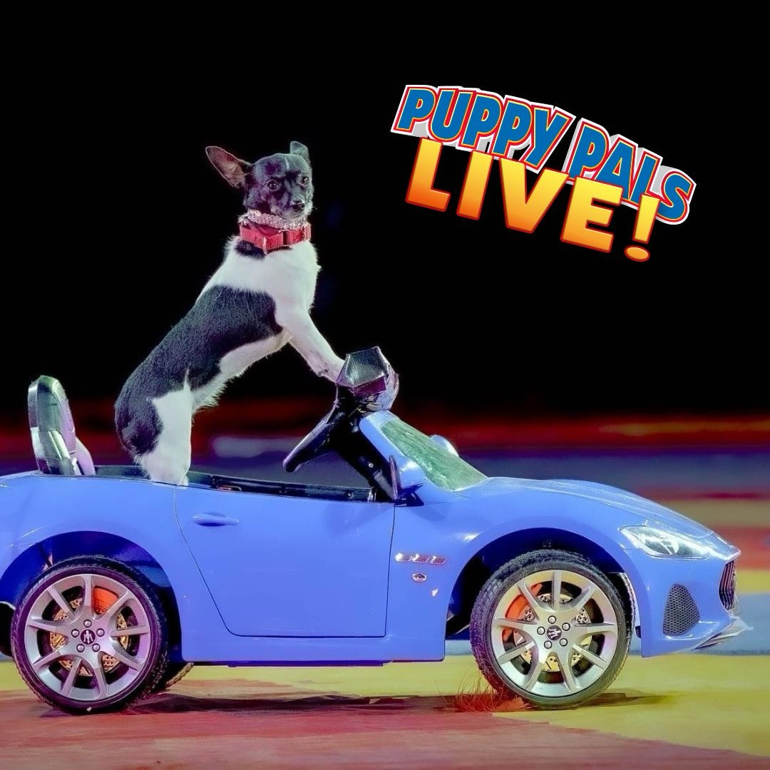 Puppy Pals LIVE - The Franklin Theatre