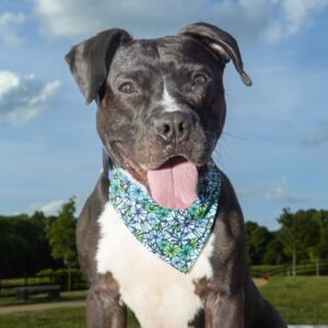 Williamson County Animal Hospital Dog Adoptions_Ford4
