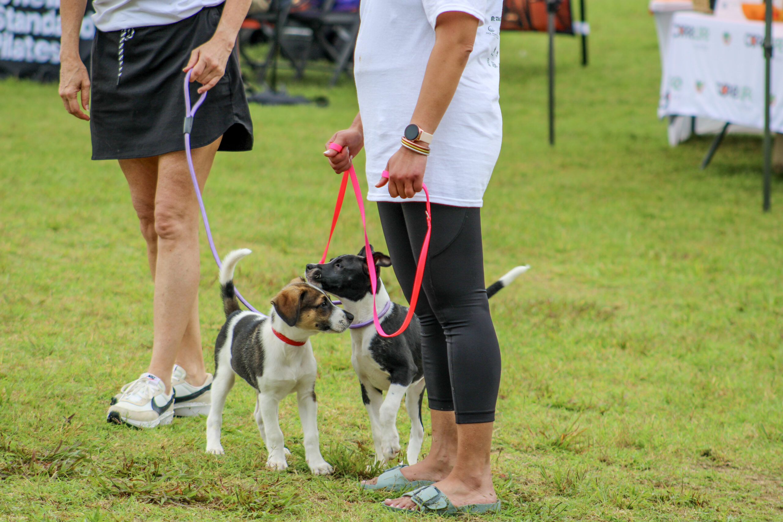 Yoga in the Park Franklin, TN attendees meet puppies from Rubies and Rogues during the community event at Harlinsdale Farm.