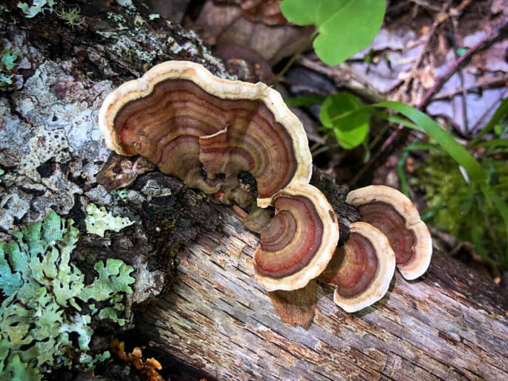Owl's Hill Nature Sanctuary: Wild About Fungus.