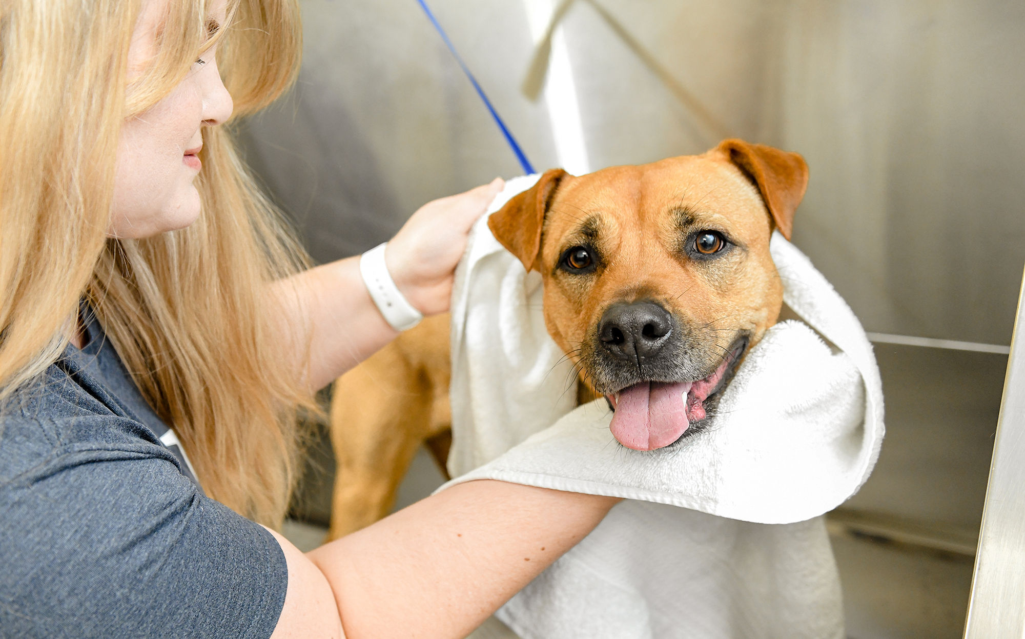 Scenthound-Cool-Springs-Franklin-TN-Dog-Grooming-Services-Bath, by Domino Arts Photography.