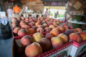 Breeden’s Orchard MT. Juliet, TN.