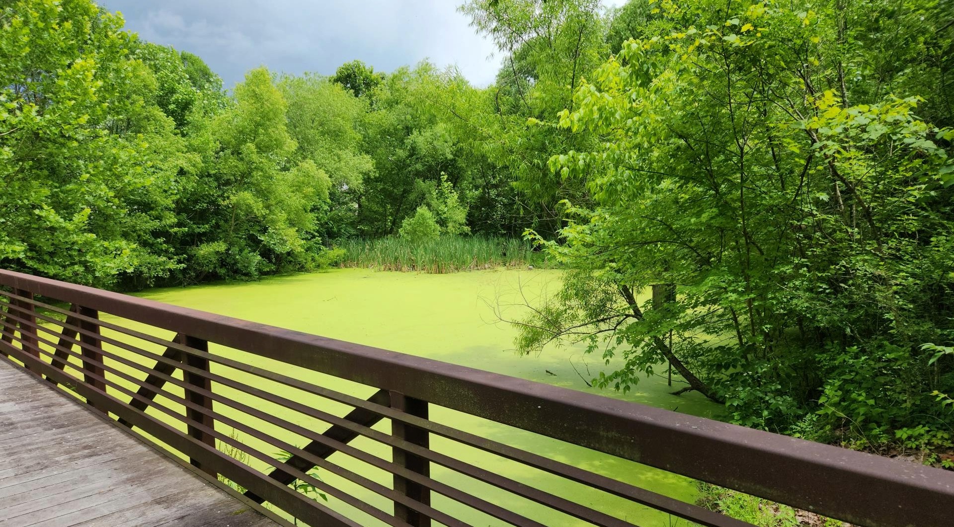 Wetland pond and walking bridge at Dry Branch Storm Water Basin in Franklin, Tennessee