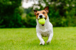 Summer fun with dog at the Freedom Run Dog Park at Liberty Park Franklin, TN.