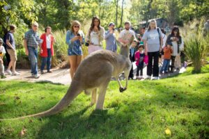 Visitors watching a kangaroo at Nashville Zoo at Grassmere in Nashville, Tennessee.