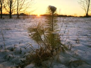 Young pine tree growing in a snow-covered field at Pinewood Christmas Tree Farm in Franklin, Tennessee.