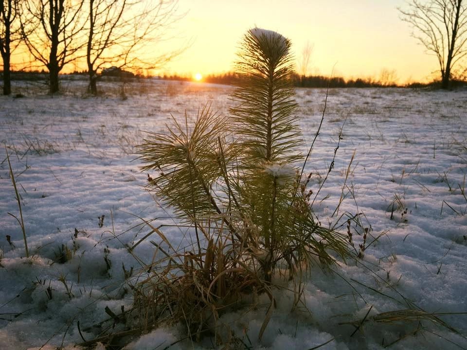 Young pine tree growing in a snow-covered field at Pinewood Christmas Tree Farm in Franklin, Tennessee.