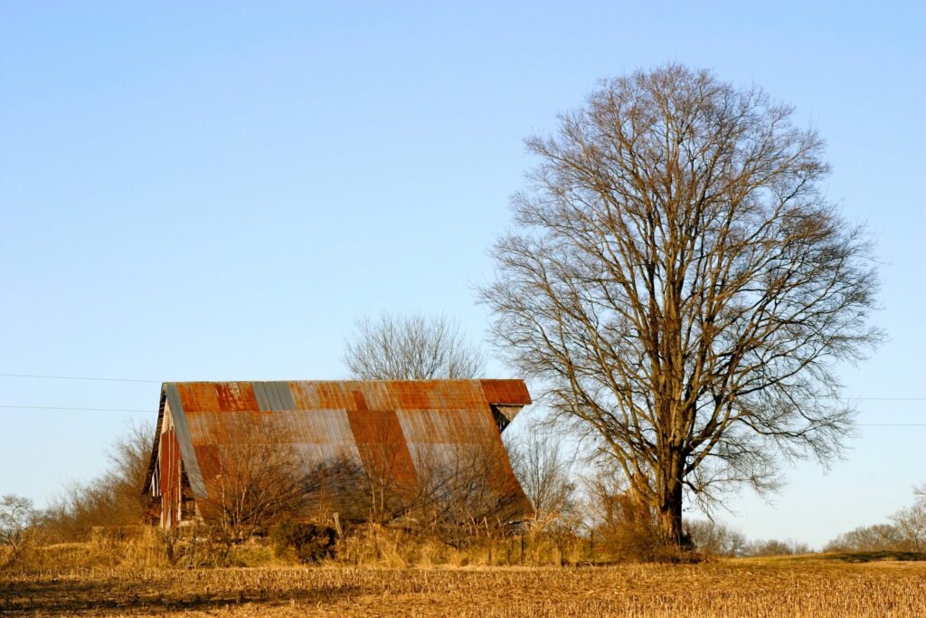 Historic barn and large tree on Short Farm in Williamson County, Tennessee.
