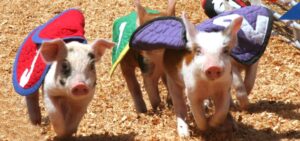 Williamson County Fair Franklin, TN, Swifty Swine Racing & Swimming Pigs.