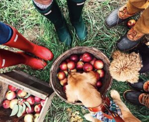Basket and crate filled with fresh apples at The Apple Truck seasonal stop in Franklin, Tennessee.
