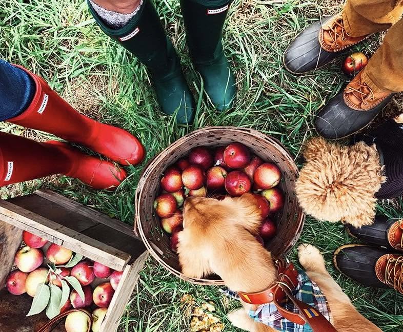 Basket and crate filled with fresh apples at The Apple Truck seasonal stop in Franklin, Tennessee.