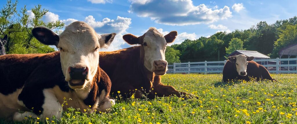 Rescued cows resting in a pasture at The Gentle Barn Tennessee in Christiana.