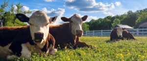 Rescued cows resting in a pasture at The Gentle Barn Tennessee in Christiana.