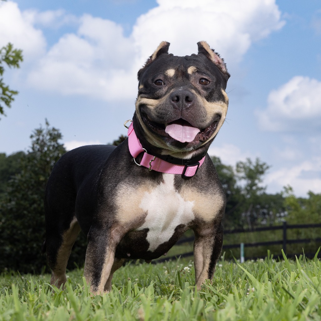 WCAC Dog Adoptions Franklin Tennessee - Shakira 1