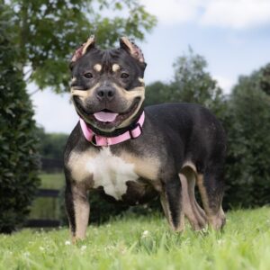 WCAC Dog Adoptions Franklin Tennessee - Shakira 2