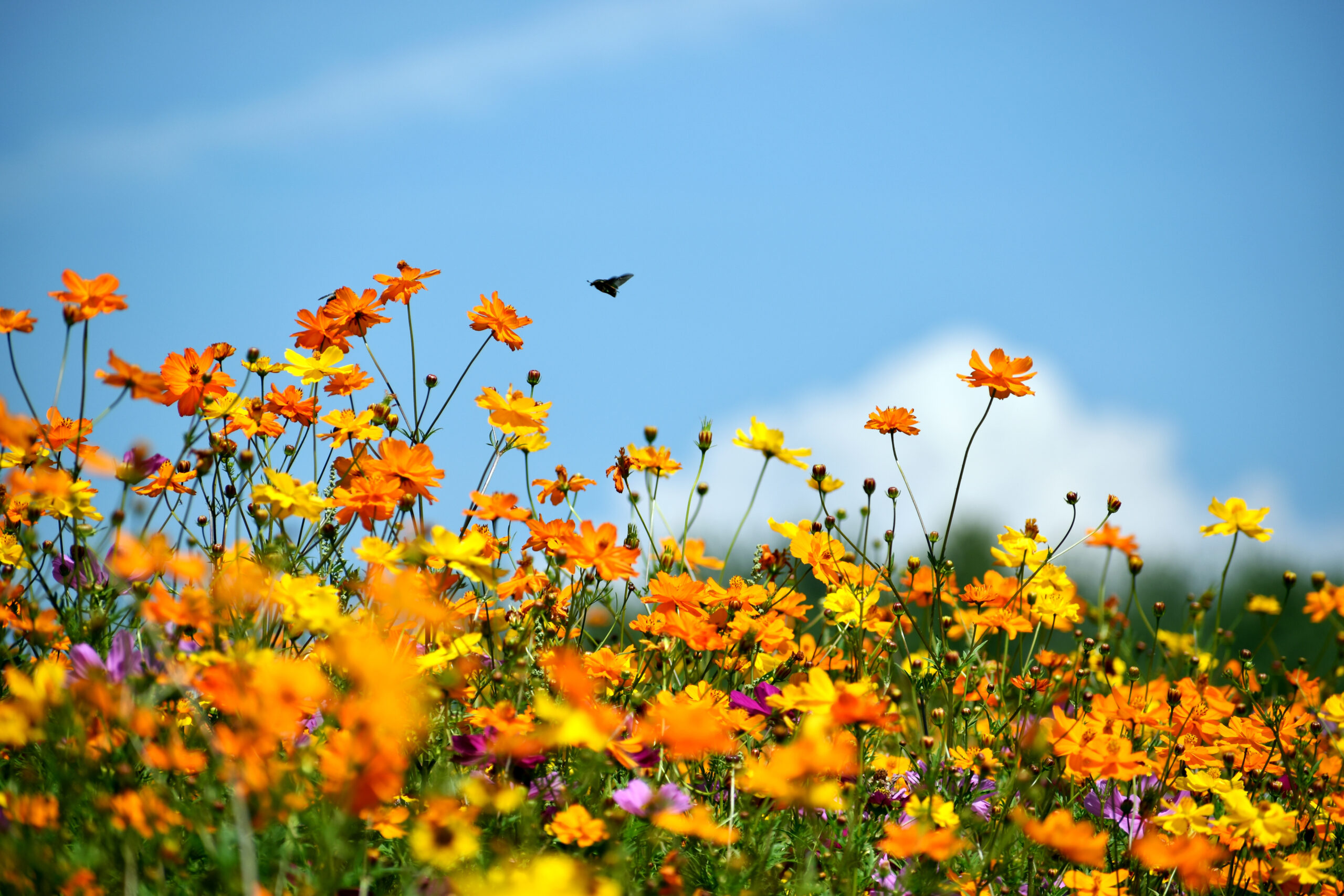 Colorful pollinator garden with wildflowers and a butterfly representing adoptable gardens in Williamson County, Tennessee