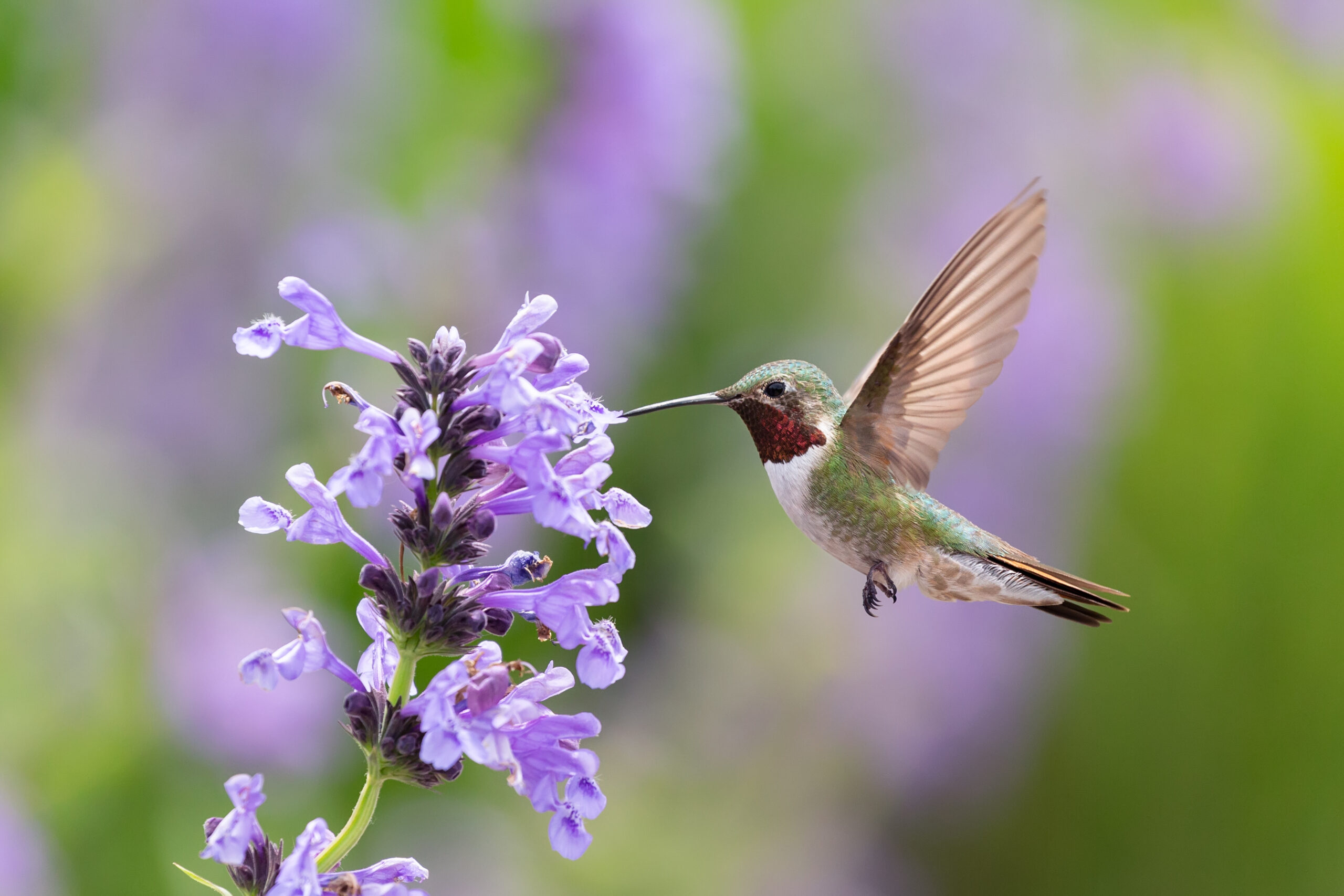 Hummingbird feeding from purple flowers representing pollinator habitat in Williamson County, Tennessee