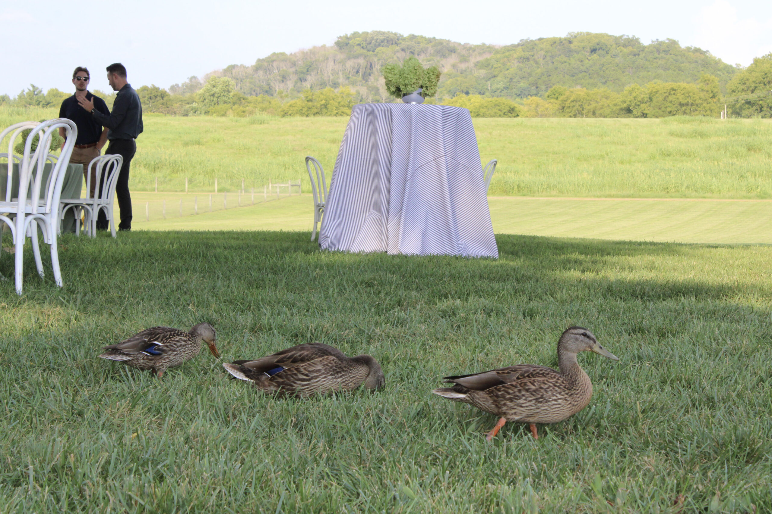 Ducks walk across the lawn near guests at the 2026 Raise the Roofs Sponsors Party at Hayes House in Franklin, Tennessee.
