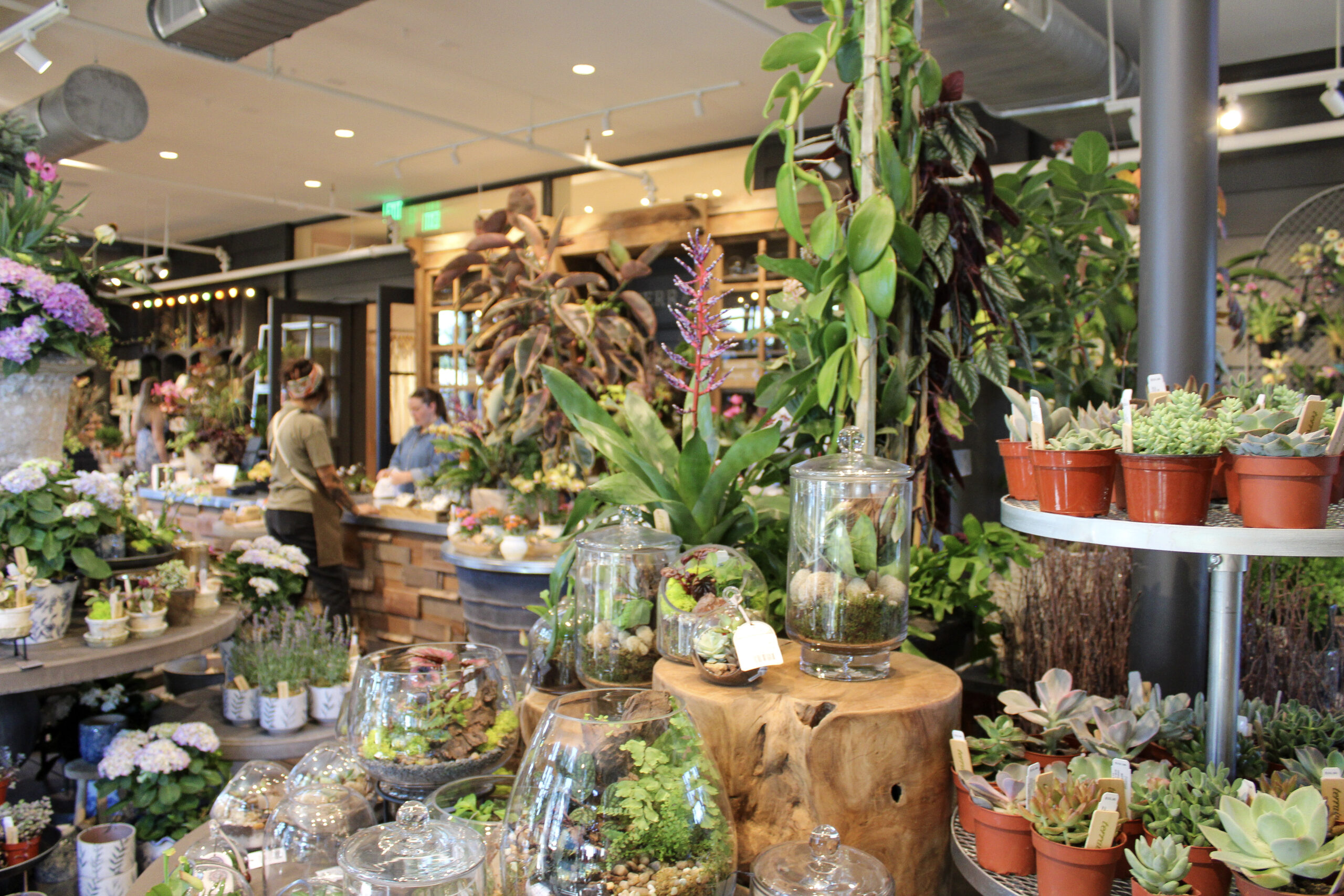 Custom planted arrangements, terrariums and succulents inside Terrain at The Factory at Franklin