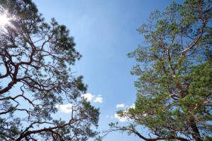 Arbor Day in Brentwood, TN