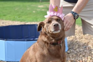 Bark in the Park in Spring Hill, TN