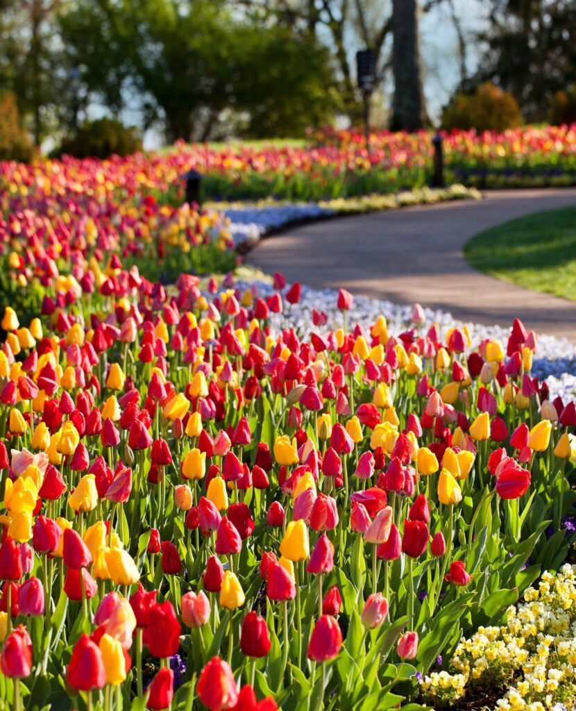 Cheekwood in Bloom in Nashville, TN
