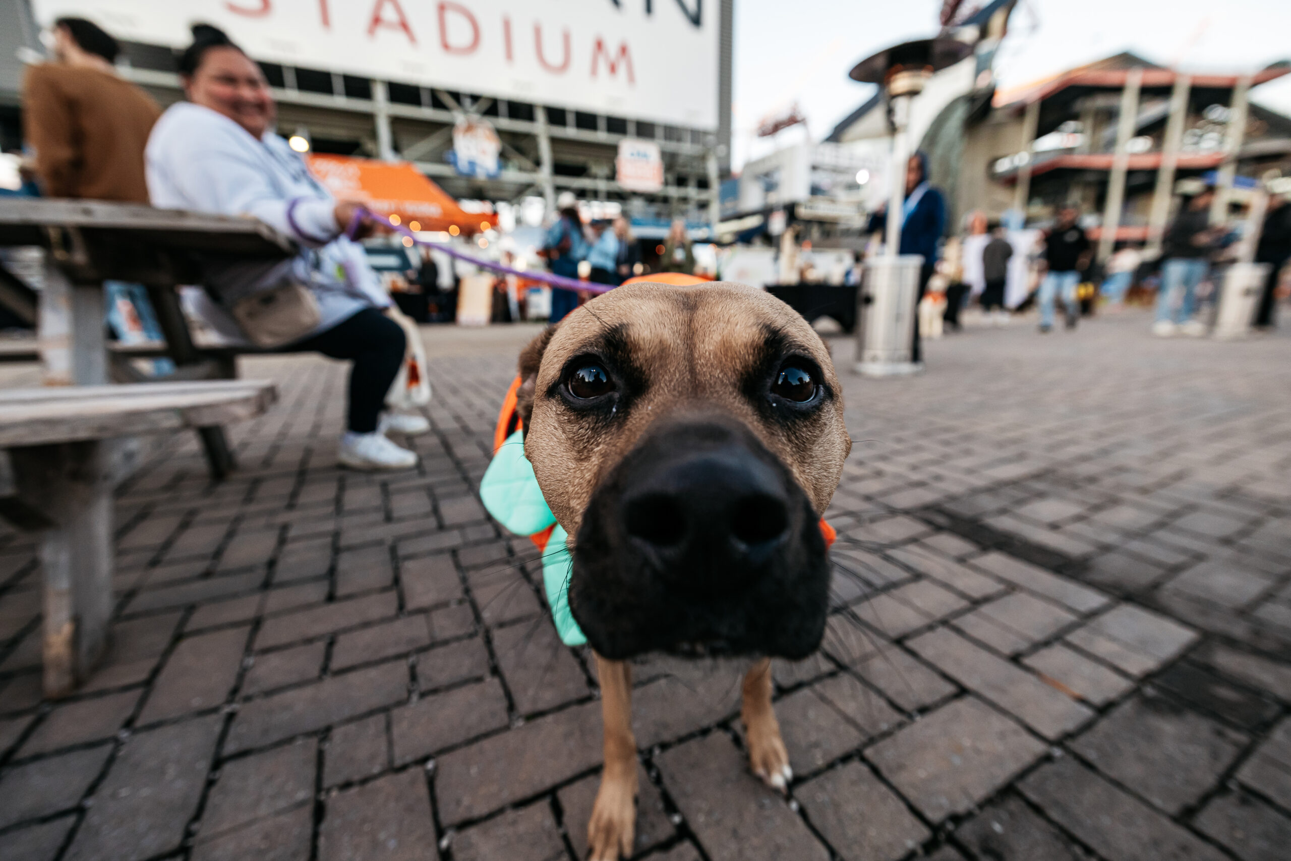 Titans Tito's & Tails Dog Day in Nashville, TN.