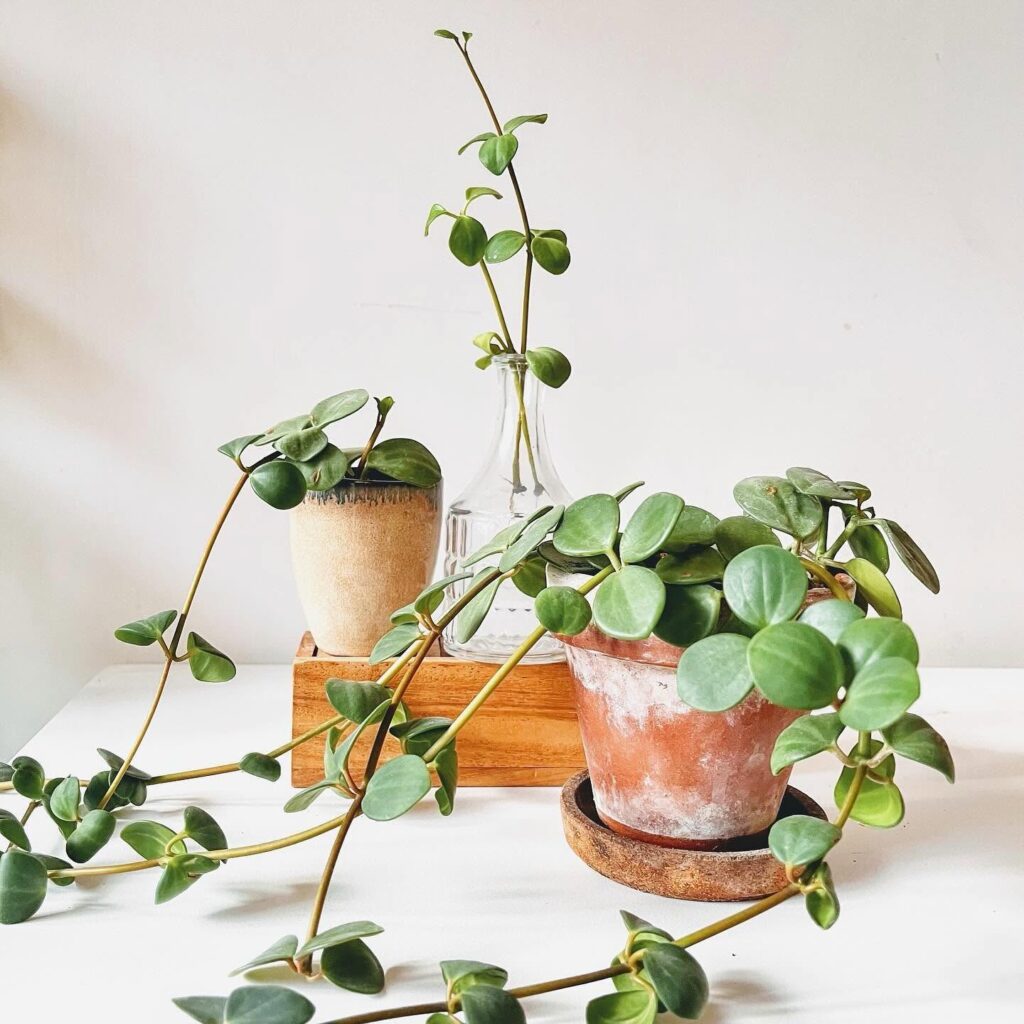 Rooted from Yarrow Acres Franklin, Tennessee, potted plants and home decor