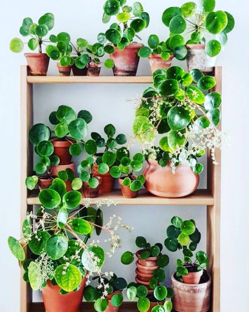 Rooted from Yarrow Acres Franklin, Tennessee, potted plants and home decor