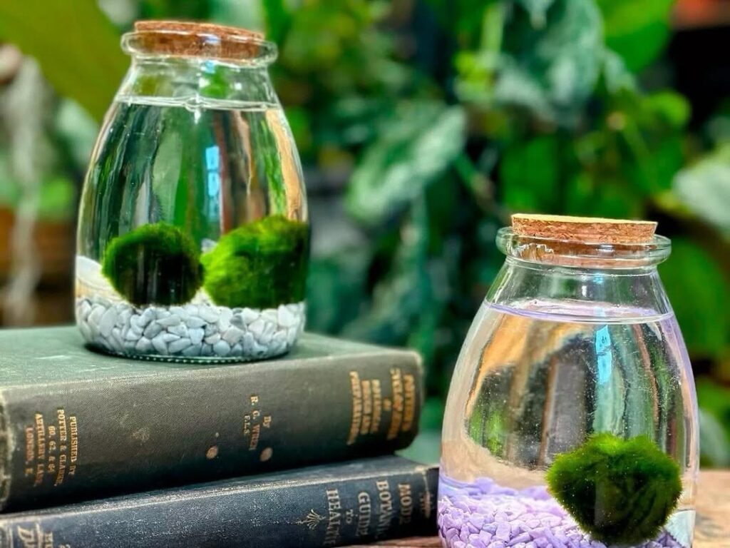 Moss from Rooted from Yarrow Acres Franklin, Tennessee, potted plants and home decor