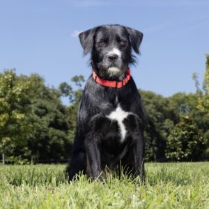 wcac-adoptions-dog-oliver